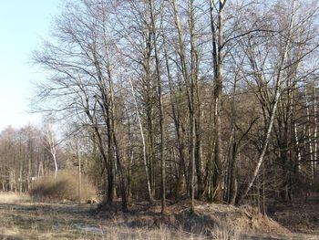 Bare trees on field in forest against sky