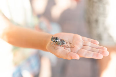 Kid hand holding cicada cicadidae flying chirping insect or bug or beetle. child exploring