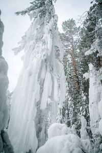 Snow covered trees against sky