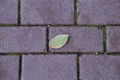 Full frame shot of paving stone