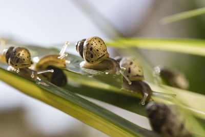 Close-up of insect on plant