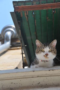 Portrait of cat sitting on metal