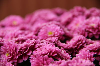 Close-up of pink roses