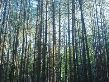 Low angle view of bamboo trees in forest