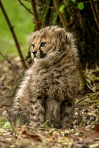 animal