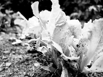 Close-up of plant