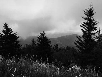 Trees in forest against sky