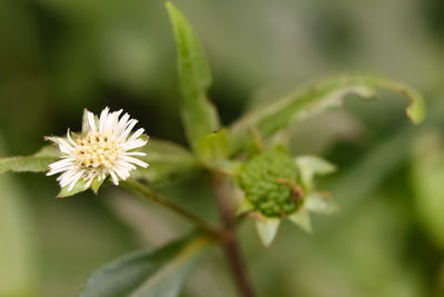 Close-up of white flowering plant