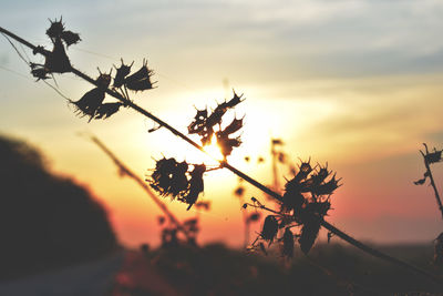 Close-up of silhouette plant on field against sky during sunset