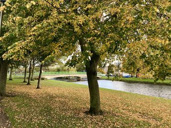 Trees in park