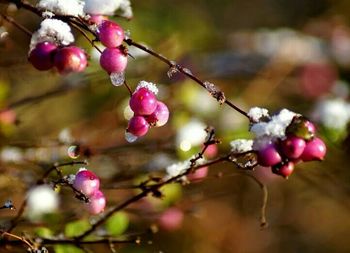 Close-up of cherry blossom