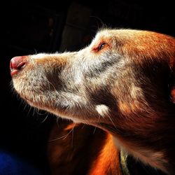 Close-up of dog looking away