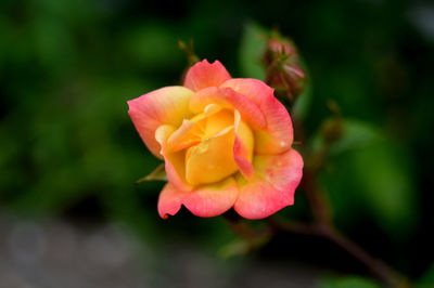 Close-up of pink rose