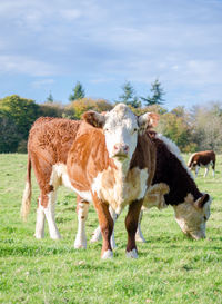 Cows in a field