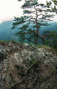 Close-up of plants against sky