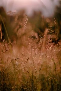 Close-up of flowering plants on field