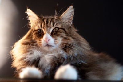 Portrait of a beautiful norwegian forest cat