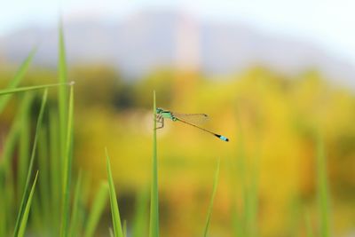 Close-up of damselfly on grass