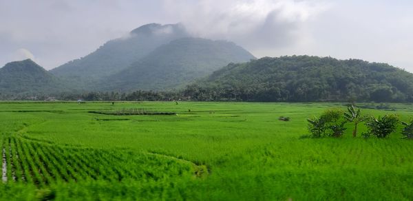 Scenic view of agricultural field against sky