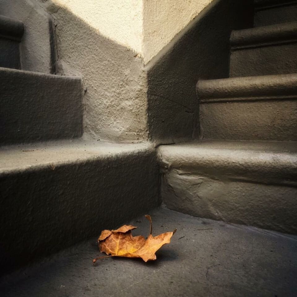 plant part, leaf, autumn, nature, staircase, no people, change, architecture, day, steps and staircases, falling, outdoors, dry, built structure, high angle view, sunlight, city, close-up, wall - building feature, wall, maple leaf, leaves, concrete