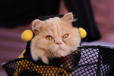 Close-up portrait of a cat