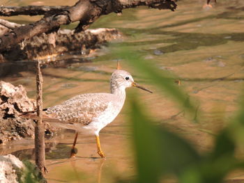 Wading shore bird 