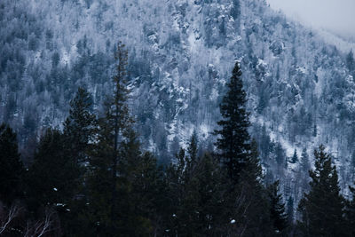 Pine trees in forest during winter