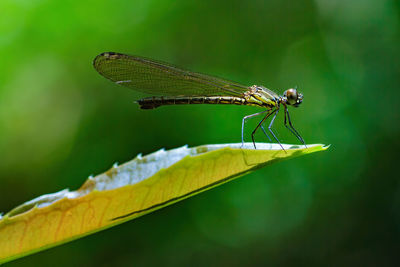 Close-up of dragonfly on leaf