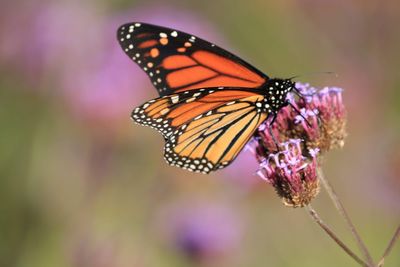 Close-up of butterfly pollinating on purple flower