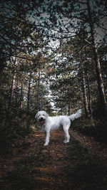 Portrait of a dog in the forest