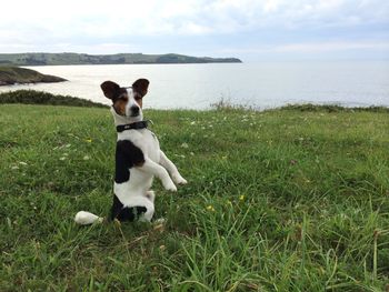 Dog standing on grass by sea against sky