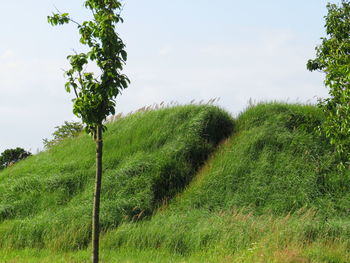 Plants growing on field against sky