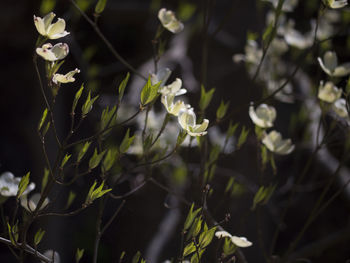 White flowers growing outdoors