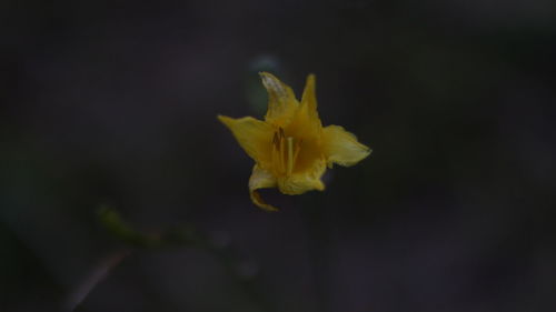 Close-up of yellow flower