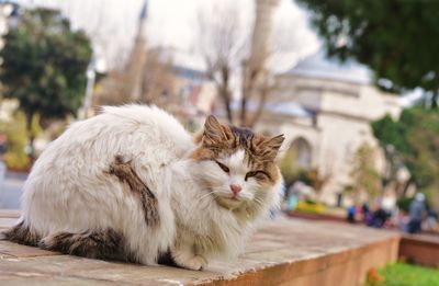 Portrait of cat sitting by outdoors