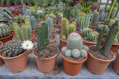 Close-up of potted plants