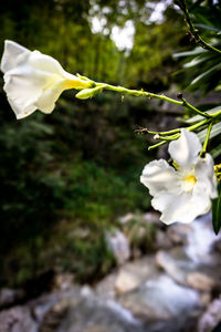 Close-up of white flowers