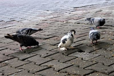 High angle view of birds on footpath