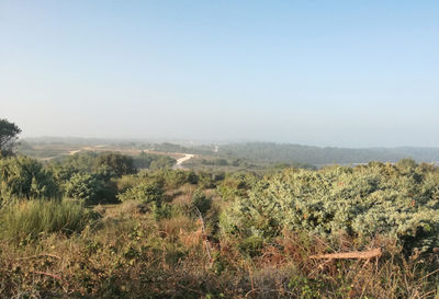 Scenic view of trees on field against clear sky