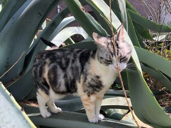 Close-up of cat sitting outdoors