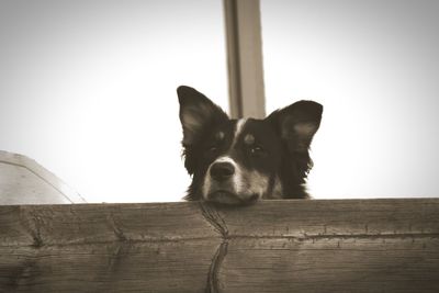 Portrait of a dog