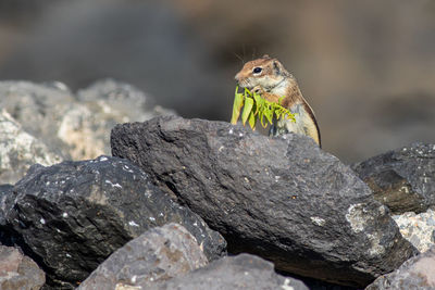 Close-up of bird perching on rock