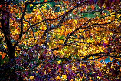 Low angle view of tree during autumn