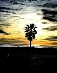 Silhouette of palm trees on beach