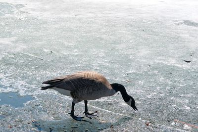 High angle view of bird in lake
