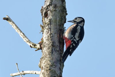 Low angle view of bird perching on a tree