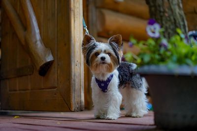 Cute yorkshire terrier dog standing on the leash at the door in country house