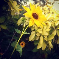 Close-up of yellow flowers blooming outdoors