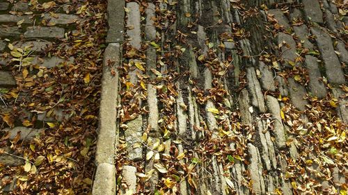 Trees in the forest