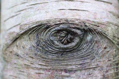 Full frame shot of tree trunk